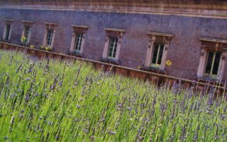 Giardino dei Novizi- Lavanda